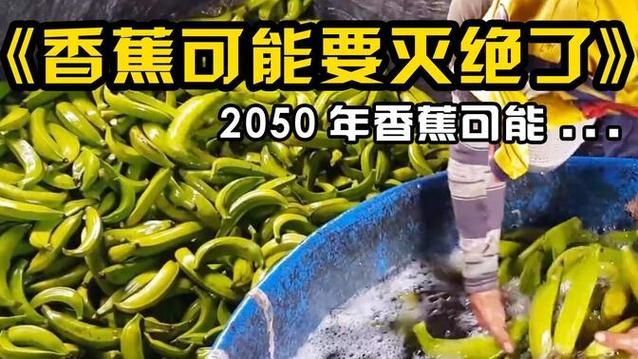 2050年香蕉绝种？这水果还能吃多久？