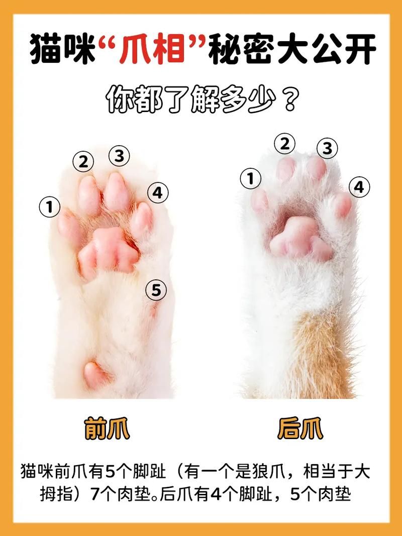 3000只猫爪杯瞬间售罄！这背后隐藏着什么秘密？