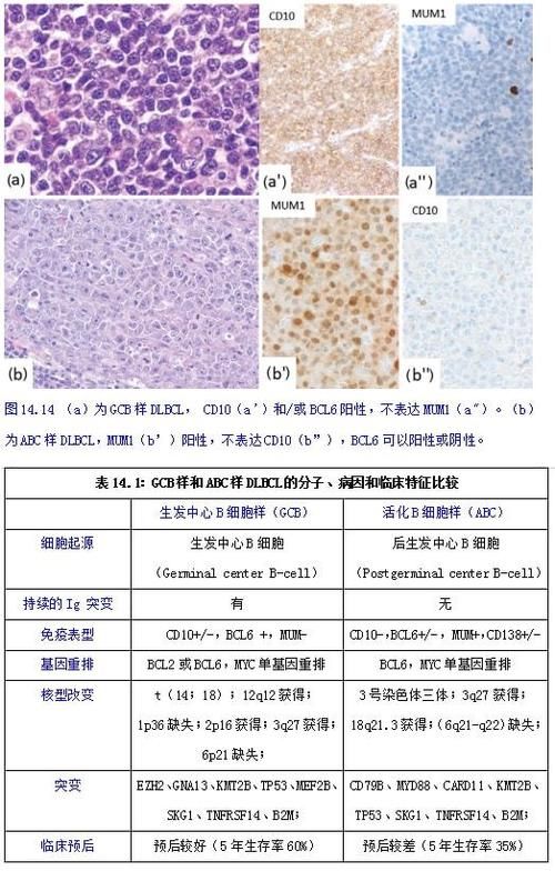 MUM-213细胞实验数据解读：miR-506-3p的影响