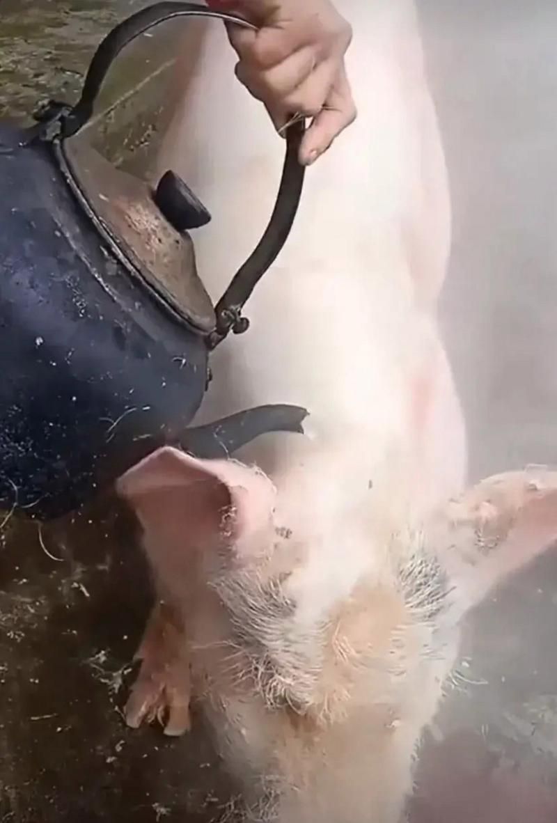 “冷水烫猪”是什么意思？这句俗语的真正含义是什么