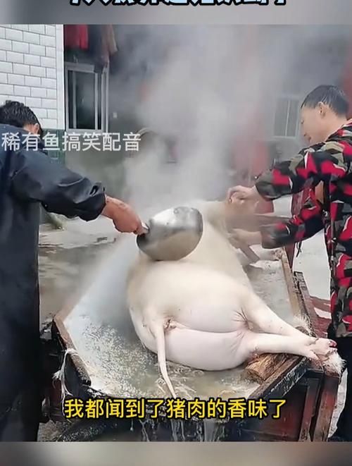 “冷水烫猪”是什么意思？这句俗语的真正含义是什么