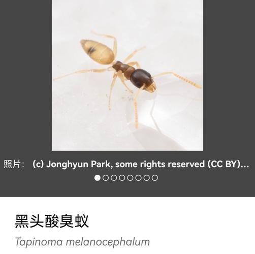 “绿蚁”究竟是什么？白居易诗句中的绿蚁含义解读