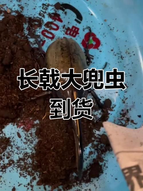 世界最大甲虫大力神甲虫，它究竟有何神奇之处？