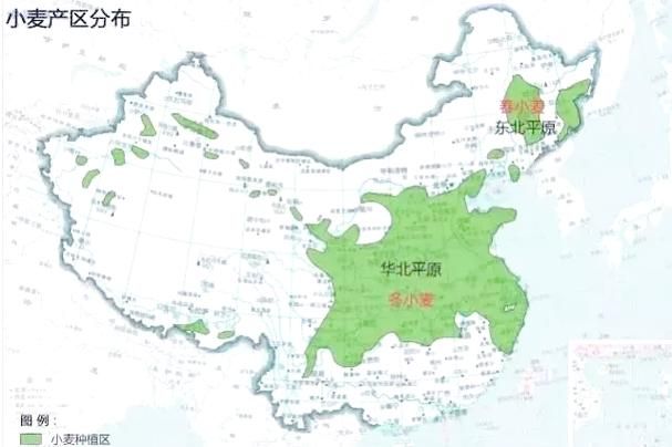 中国小麦种植历史有多久？考古发现告诉你答案