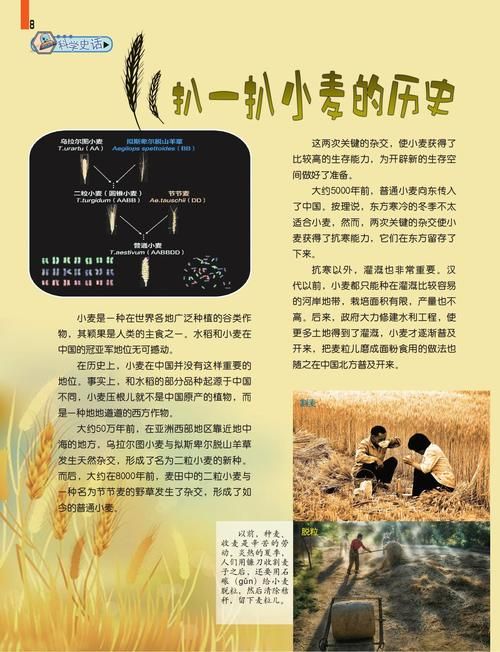 中国小麦种植历史有多久？考古发现告诉你答案