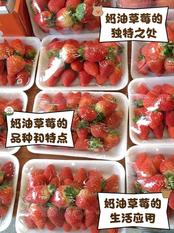 为什么叫奶油草莓？章姬草莓的别名由来