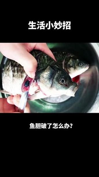 为什么吃鱼要去除鱼胆？鱼胆的危害有多大？