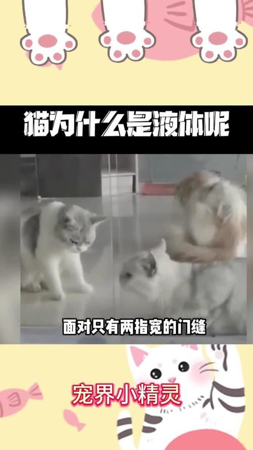 为什么猫咪可以像液体一样变形？科学解释猫咪神奇现象