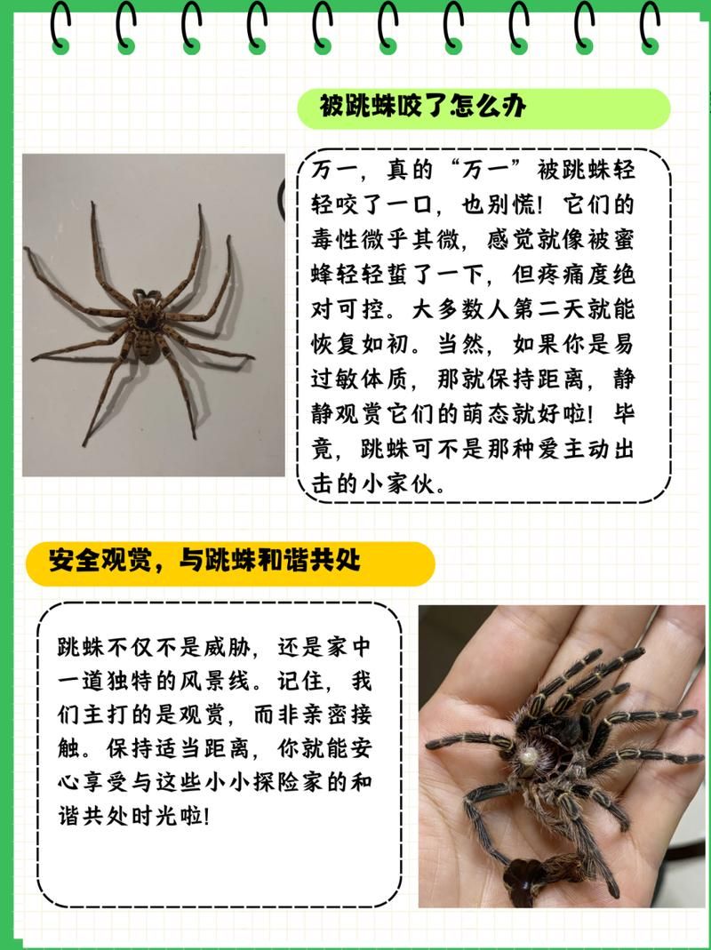 为何初中生会模仿蜘蛛侠坠楼？深层原因值得深思