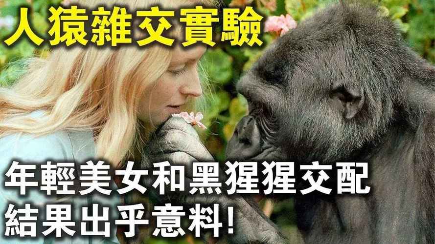人与猩猩交配可能吗？揭秘人猿杂交真相