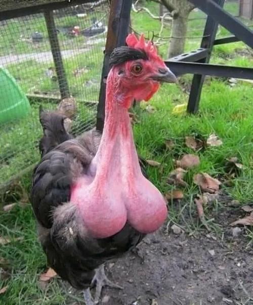 今日囧图：最新最搞笑的图片，一起来轻松一下吧！