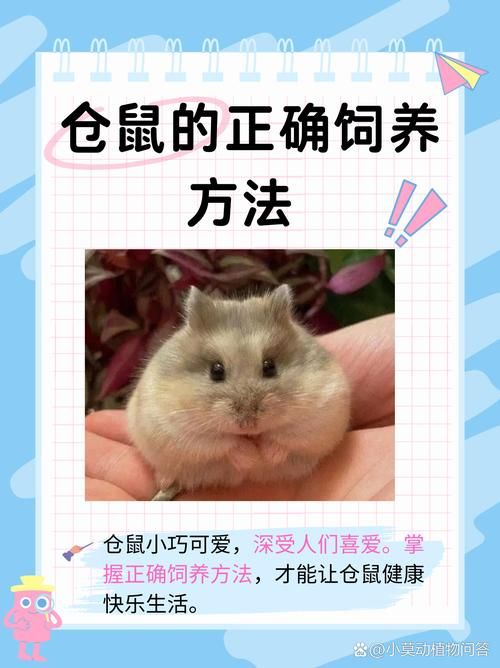 仓鼠球好用吗？小心！仓鼠球的风险你了解吗？