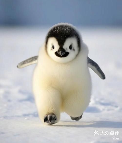 企鹅猎人：加拿大现实TV秀，精彩纷呈不容错过！