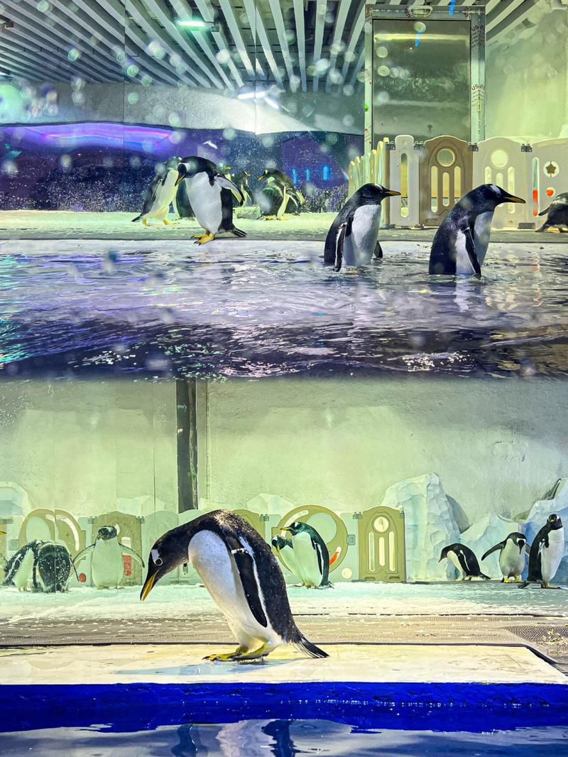 企鹅餐厅2：可爱企鹅，趣味经营，等你体验！