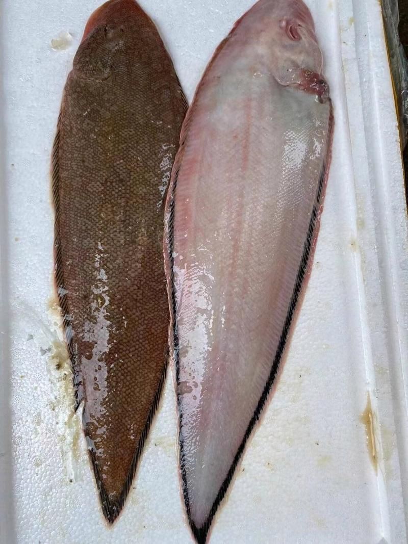 你知道吗？原来鳎目鱼就是我们常说的龙利鱼！