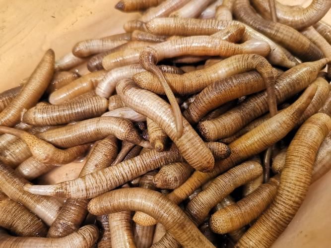 你知道福建土笋冻是什么做的吗？揭秘神秘食材！