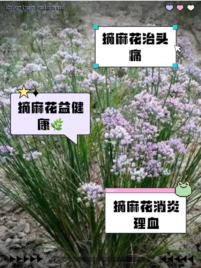 你知道麻花藤吗？带你认识这种奇特的植物