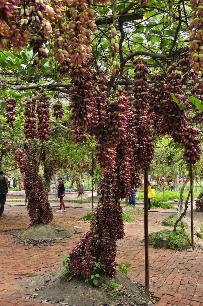 你知道麻花藤吗？带你认识这种奇特的植物