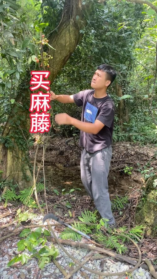 你知道麻花藤吗？带你认识这种奇特的植物
