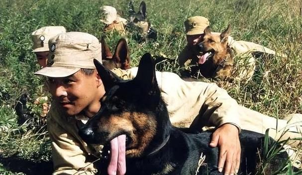 免费观看犬王：1993经典战争片，致敬英雄军犬！