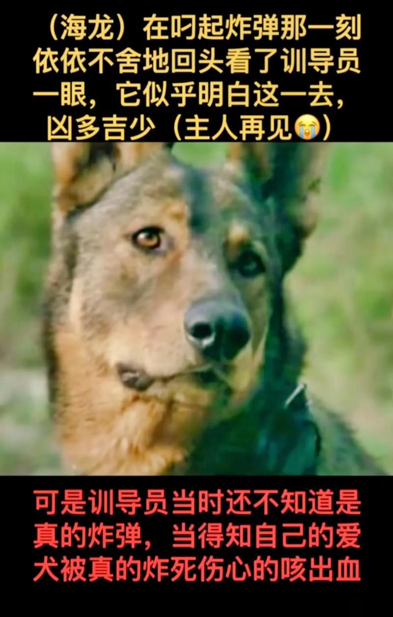 免费观看犬王：1993经典战争片，致敬英雄军犬！