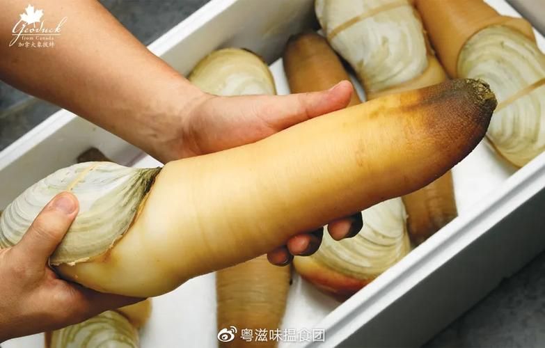 关于象拔蚌“活塞”的那些流言蜚语