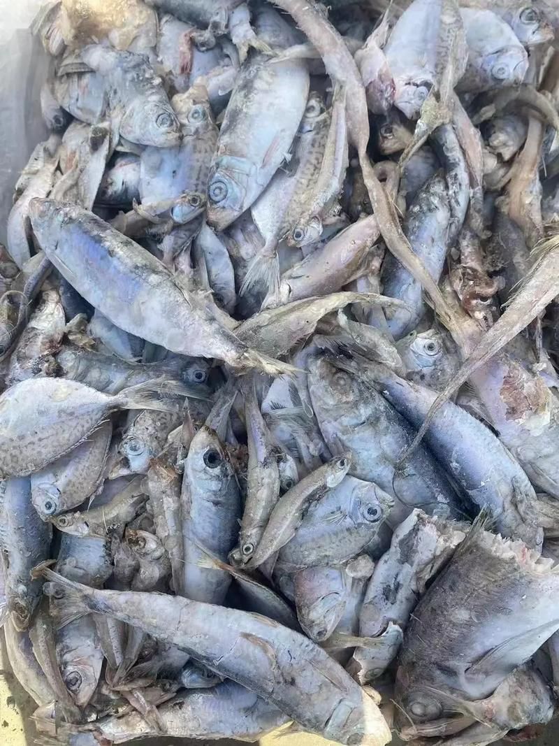 冰鱼论坛：分享科技资讯，解答你的疑惑