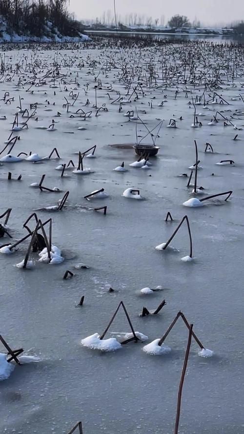 冰鱼论坛：分享科技资讯，解答你的疑惑