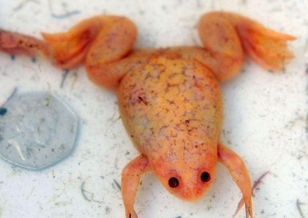 印加古青蛙传奇：橙色青蛙的神秘故事