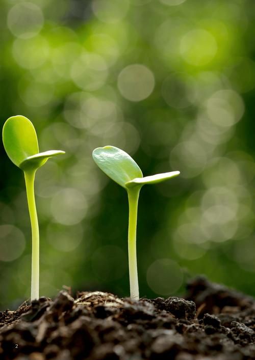 发芽网官网：各种特色种子，农业种植好帮手