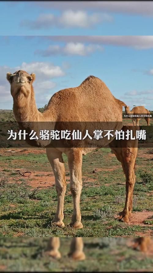 吃仙人掌不觉得扎嘴？骆驼的秘密武器大揭秘！