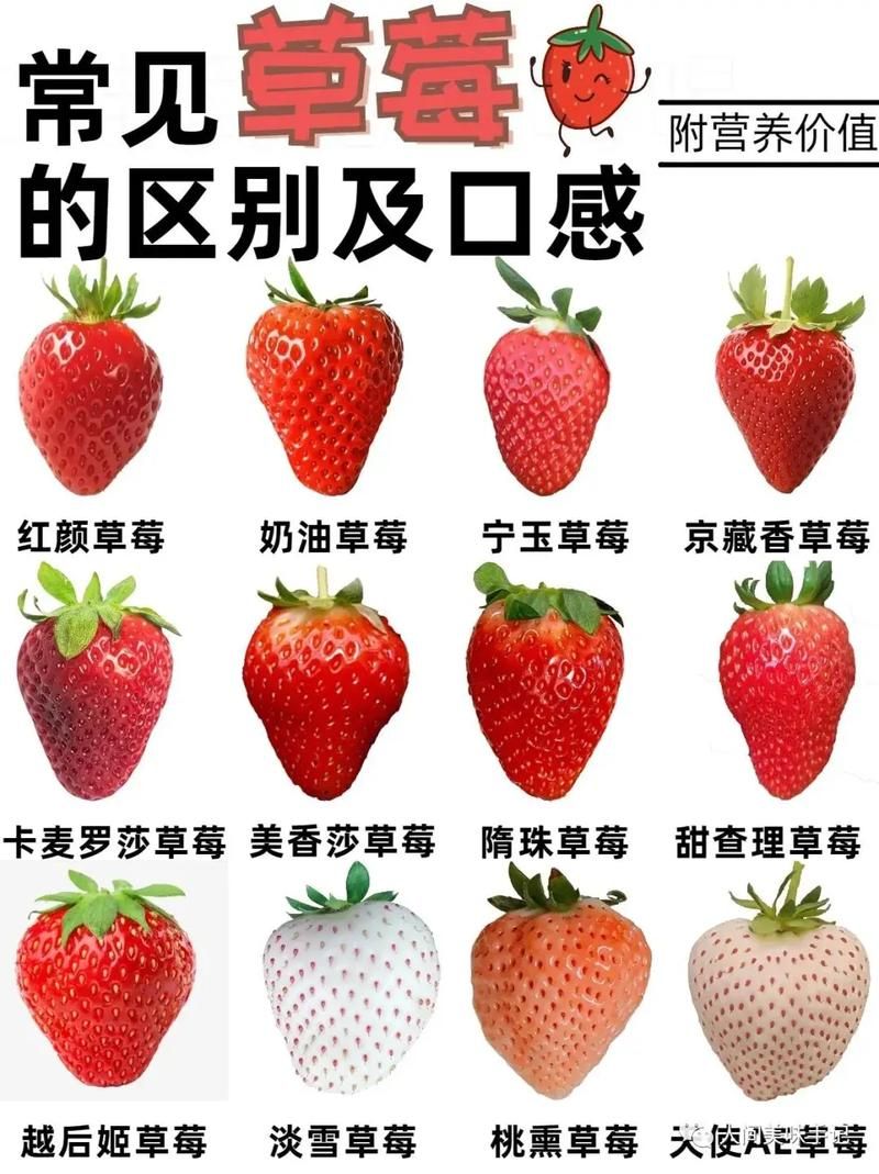 吃草莓吃的是果实还是花托？颠覆你对草莓的认知！