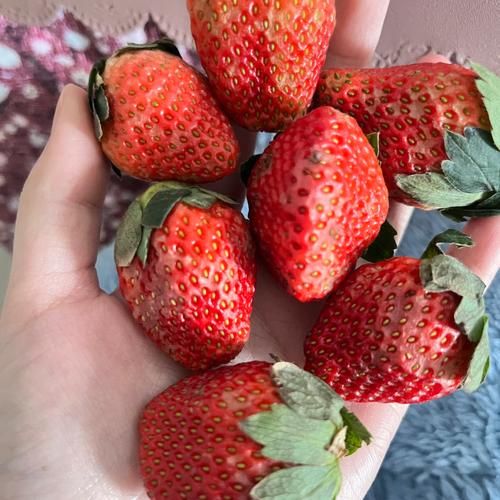 吃草莓吃的是果实还是花托？颠覆你对草莓的认知！