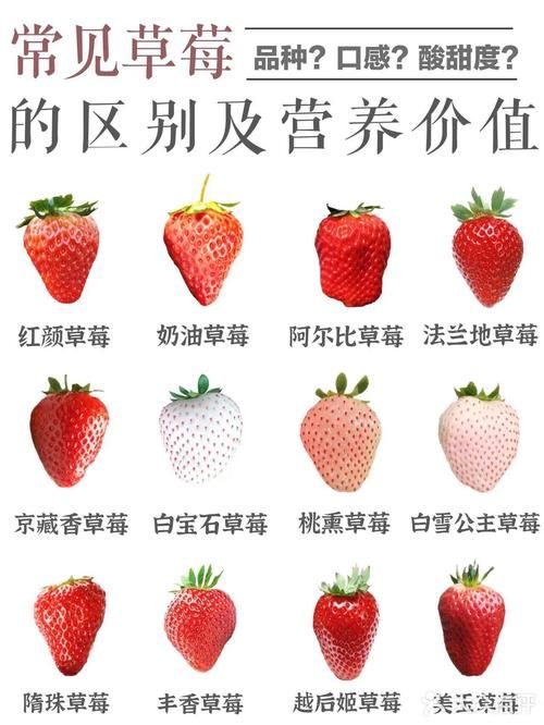 吃草莓吃的是果实还是花托？颠覆你对草莓的认知！