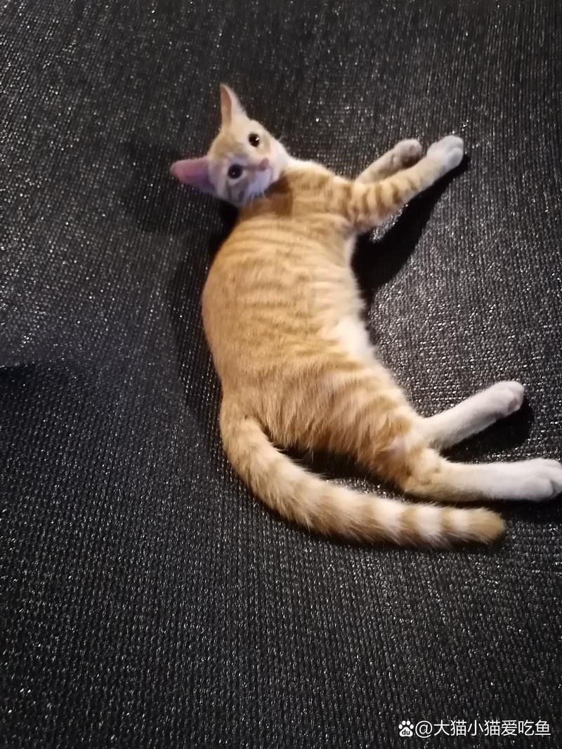 咪咪的世界：揭秘隐藏在背后的秘密故事