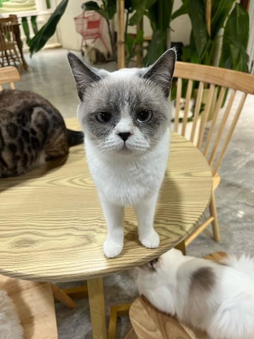 咪咪的世界：揭秘隐藏在背后的秘密故事