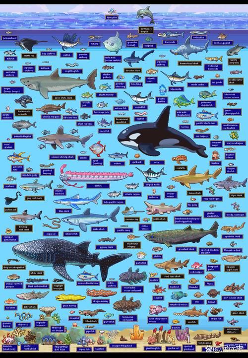 哪个大洋的海洋生物最丰富？太平洋生物资源详解