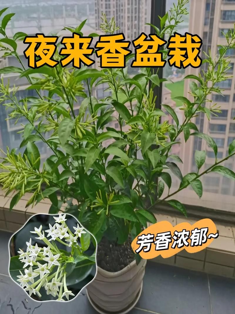 夜来香和吊兰哪个不能放卧室？卧室养花需谨慎！