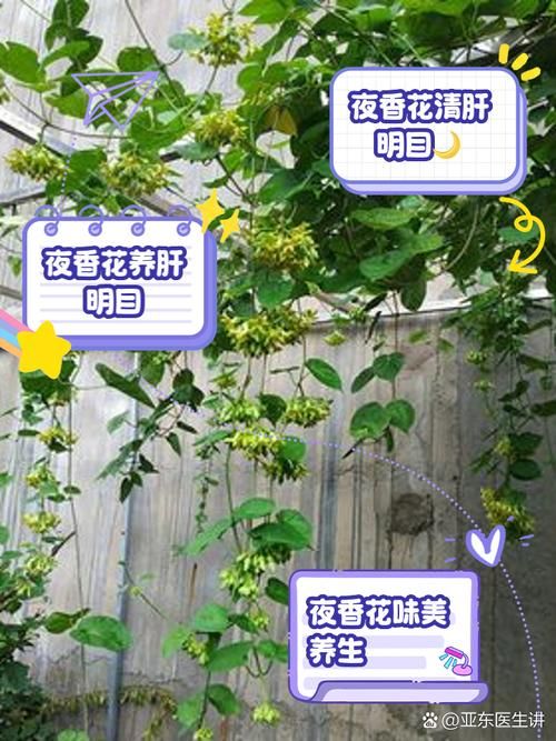 夜来香和吊兰哪个不能放卧室？卧室养花需谨慎！