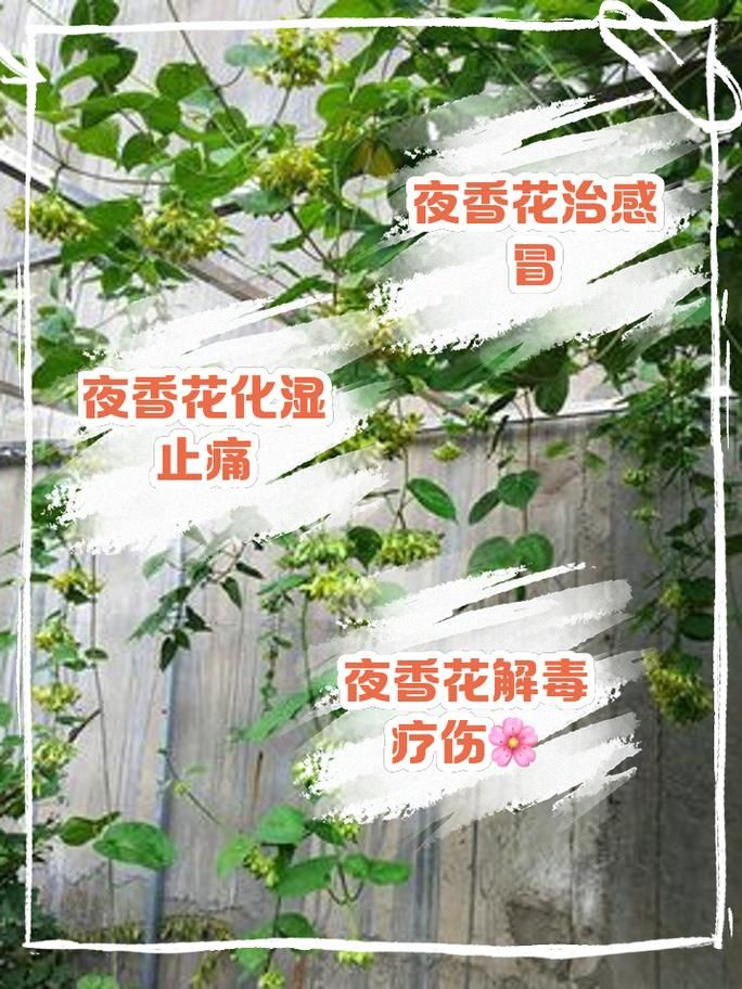 夜来香和吊兰哪个不能放卧室？卧室养花需谨慎！