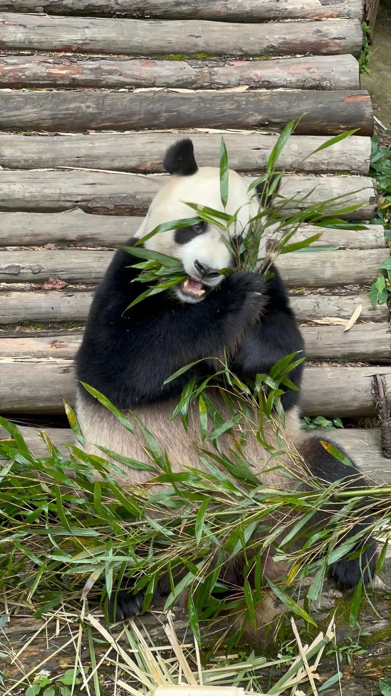 大熊猫爱吃的竹子是什么？不同季节吃什么竹子？