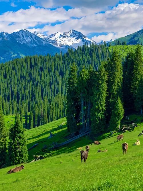 天国的森林：揭秘大自然的神秘与美丽