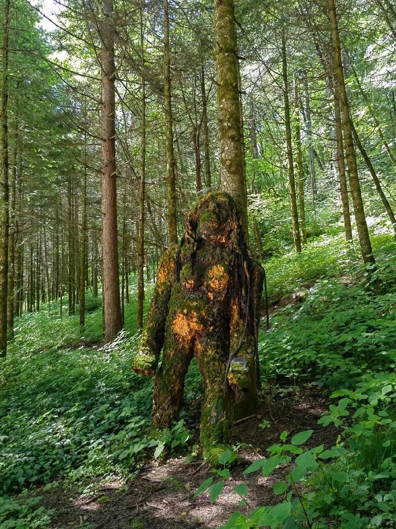 天国的森林：揭秘大自然的神秘与美丽