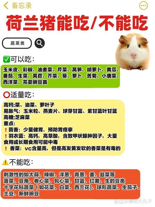 天竺鼠吧：饮食营养搭配，让你的天竺鼠健康快乐成长