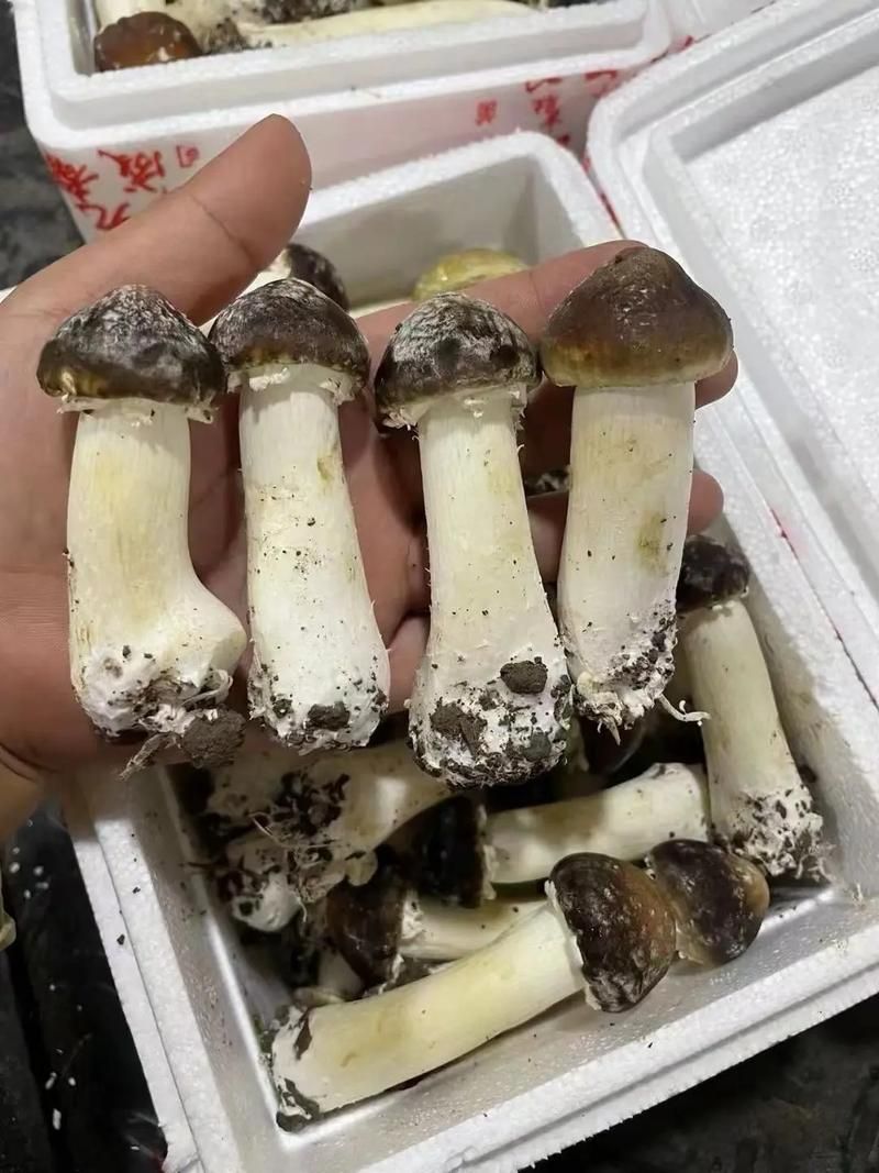 姬松茸原产于中国？真相竟是如此！