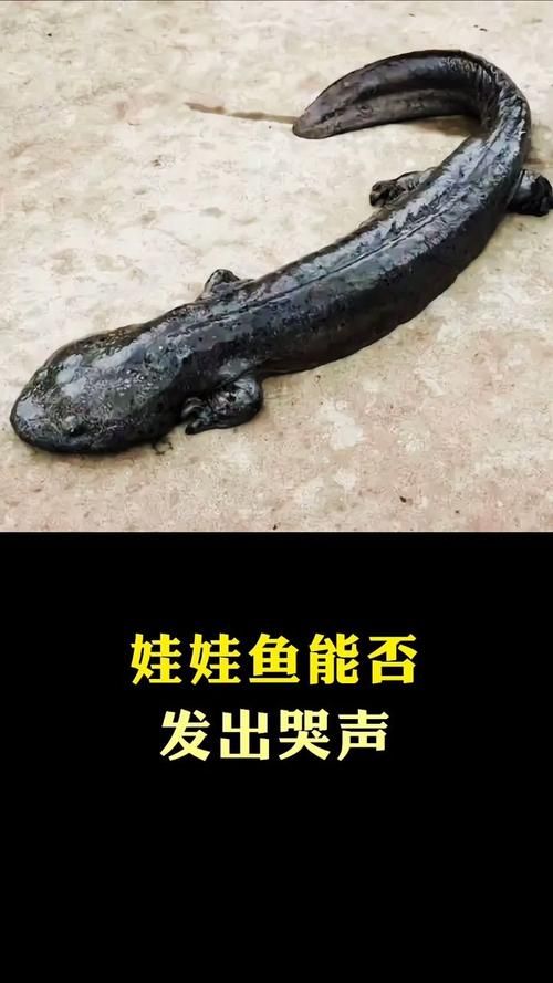 娃娃鱼冬天会冬眠吗？蚂蚁庄园小课堂告诉你答案