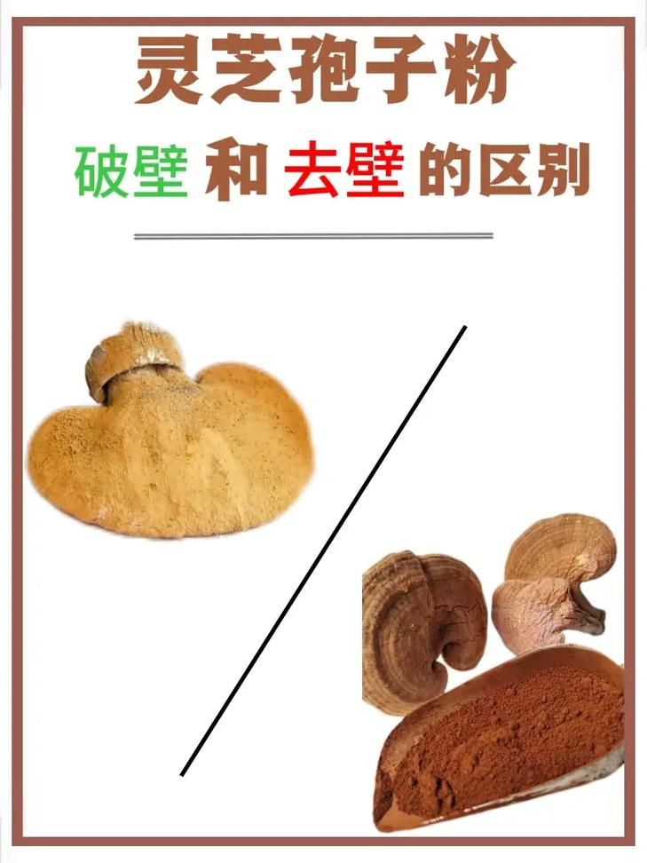孢子中国：了解灵芝孢子粉等产品！