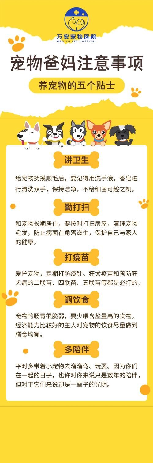宠物旅行注意事项：安全出行，让宠物玩的更开心