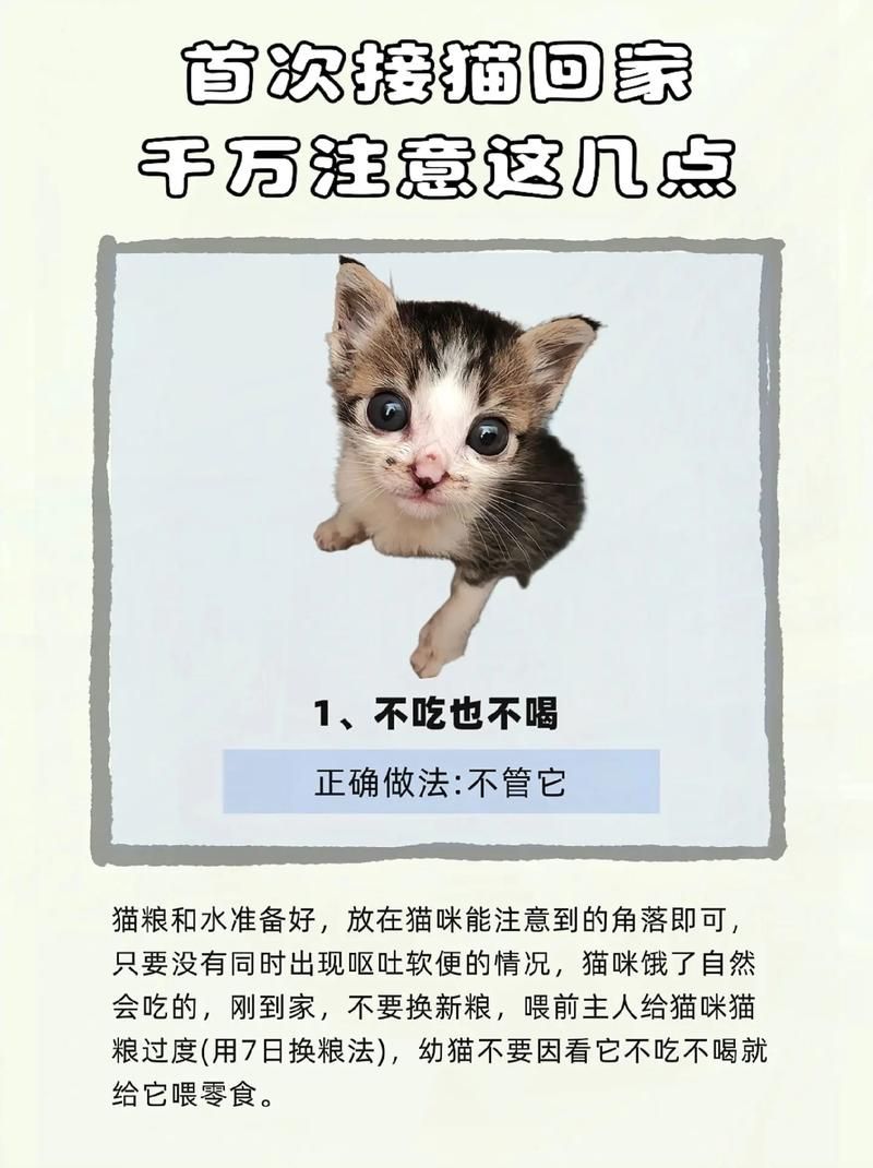 小猫回家后的注意事项：铲屎官必看实用手册