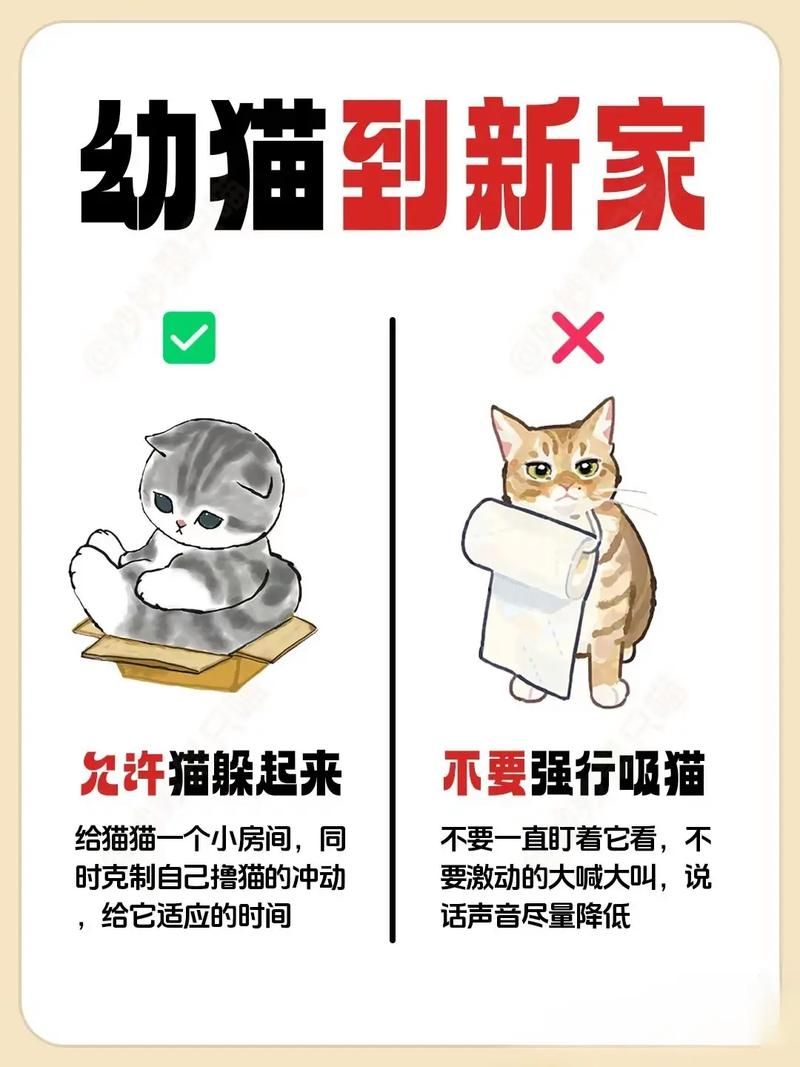 小猫回家后的注意事项：铲屎官必看实用手册